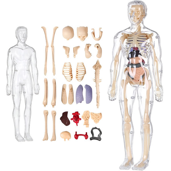 Detailliertes 3D-Anatomiemodell
