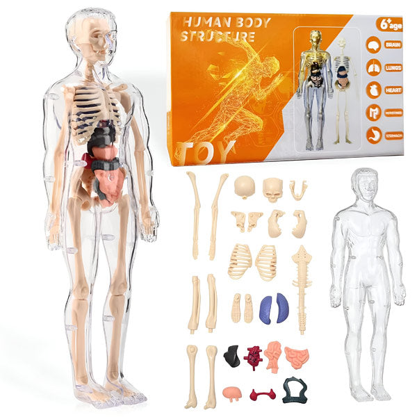Detailliertes 3D-Anatomiemodell