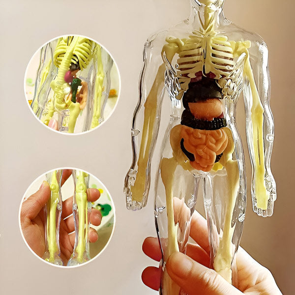 Detailliertes 3D-Anatomiemodell