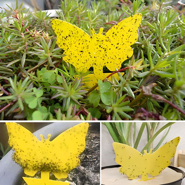 Klebefallen für Fliegen & Insekten