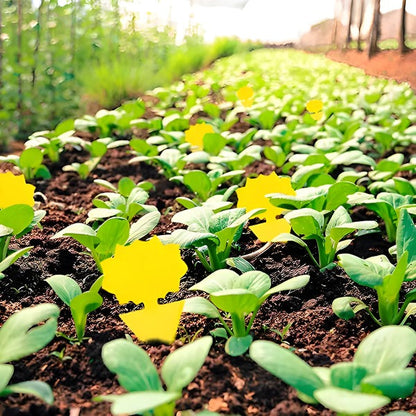 Klebefallen für Fliegen & Insekten