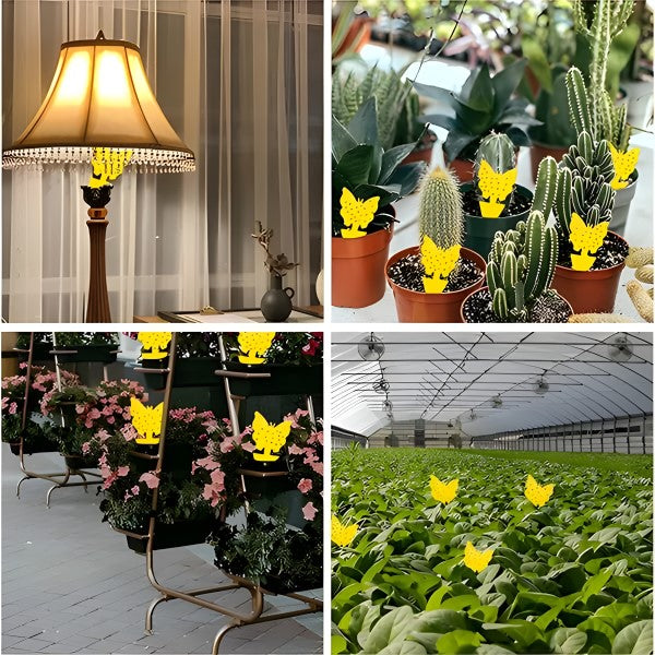 Klebefallen für Fliegen & Insekten