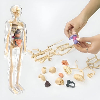 Detailliertes 3D-Anatomiemodell