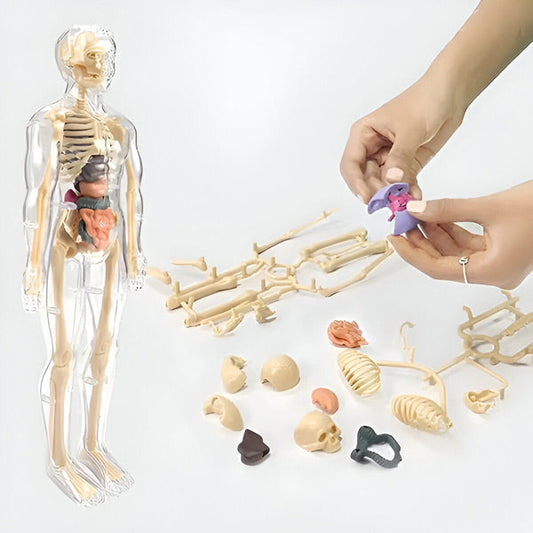Detailliertes 3D-Anatomiemodell